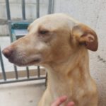 Podenco Cosmo, 07/2018, ca. 45cm