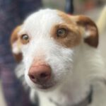 Podenco Ibicenco Curtis, 11/2019, ca. 53 cm