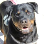 Rottweiler Ghandi, 05/2018, ca. 70 cm