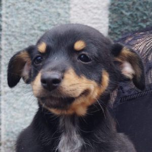 Pinscher Greta, 02/2023, Endgröße ca. 30 cm