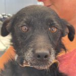 Schnauzer Mischling Groot, 10/2022, Endgröße: ca. 45 cm