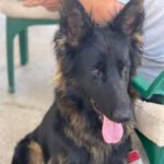 Schäferhund Kiara, 02/2022, ca. 65 cm