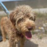 Wasserhund-Mischling Lance, 05/2022, 42 cm