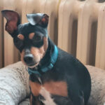 Pinscher Linda, 13.01.2015, 35 cm, 38312 Dorstadt