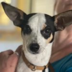 Pinscher-Mischling Logan, 10/2022, ca. 35 cm