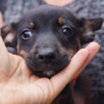 Pinscher Luna, 02/2023, Endgröße ca. 30 cm