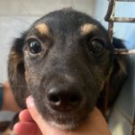 Mischling Malu, 02/2023, Endgröße ca. 40 cm