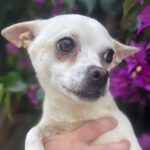 Chihuahua Marlene, 06/2022, ca. 25 cm