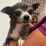 Chihuahua Maureen, 04/2013, ca. 20 cm