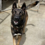 Malinois Melocoton, 12/2021, ca. 65 cm