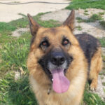 Schäferhund Melon, 01/2018, 65 cm