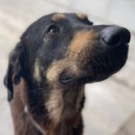 Mischling Nadine, 01/2022, ca. 70 cm