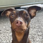 Pinscher Niki, 11/2017, ca. 30 cm, 07768 Reinstädt