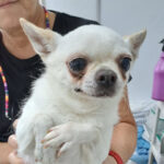 Chihuahua Nora, 11/2018, ca. 15 cm, 61381 Friedrichsdorf
