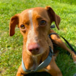 Podenco Mischling Pablita, 05.04.2022, 45 cm, 04159 Leipzig
