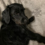 Teckel-Mischling Robby, 23.11.2021, 31 cm, 29473 Göhrde