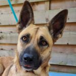 Malinois Salsa, 03/2021, ca. 55 cm, 86947 Weil