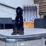 Afghanischer Windhund Sasha, 04/2017, 60 cm