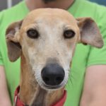 Galgo Sato, 05/2021, ca. 73 cm