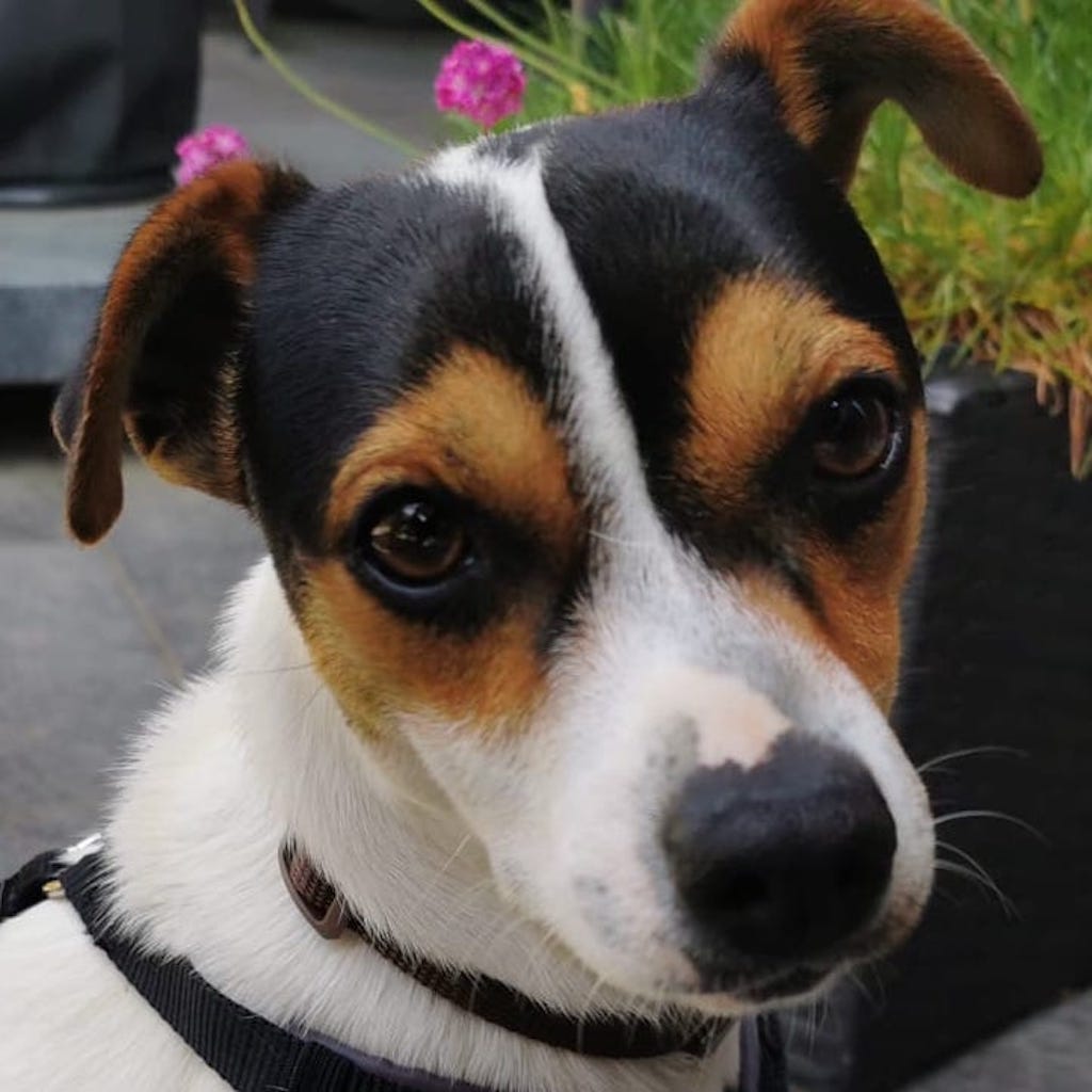 Lieber Jack Russell 2024 sucht ein neues Zuhause