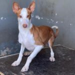 Podenco Sol, 01/2022, ca. 45 cm