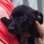 Pinscher Suna, 02/2023, Endgröße ca. 30 cm