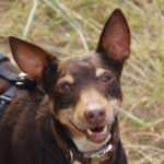 Podenco Orito Tino, 09/2015, 46 cm, 24306 Plön