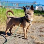 Chihuahua Tyson, 08/2017, ca. 25 cm, 26135 Oranienburg