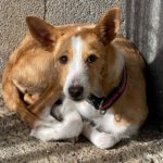 Podenco Wasabi, 01/2022, ca. 45 cm