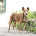 Podenco Yaya, 01/2014, ca. 35 cm, 33818 Leopoldshöhe