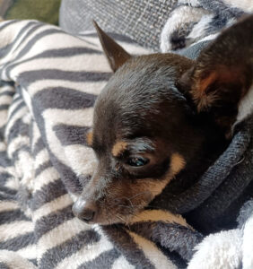 Chihuahua Yonny, 04/2019, ca.15 cm