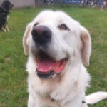 Labrador Mischling Yuko, 01.12.2021, 70 cm, 53229 Bonn
