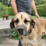 Mastin Oso, ca. 12/2015, ca. 80cm, 26683 Bollingen