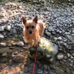 Terrier Chico Tito, 05/2019, ca. 29 cm, 88145 Opfenbach