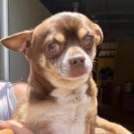 Chihuahua Asmus, 12/2021, ca. 20 cm, 26452 Sande