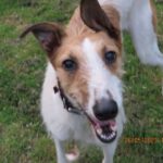 Chart Polski Bajka, 08/2021, ca. 55 cm