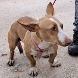 Podenco Maneto Balboa, 01/2022, ca. 35 cm