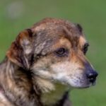 Mischling Bigos, 03/2015, ca. 30 cm