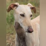 Galgo Blanca, 02/2022, ca. 61 cm