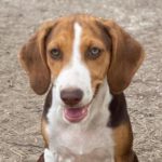 Pointer Mischling Brownie, 04/2023, Endgröße ca. 70 cm