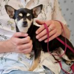 Chihuahua Candy, 07/2015, ca. 25 cm, 24806 Hohn