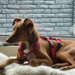 Podenco Mischling Chocapi, 06/2019, ca. 45 cm, 46049 Oberhausen