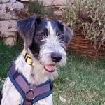 Schnauzer-Mischling Chupete, 11/2022, ca. 55 cm, 70329 Stuttgart