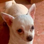 Chihuahua Copito, 07/2018, ca. 20 cm