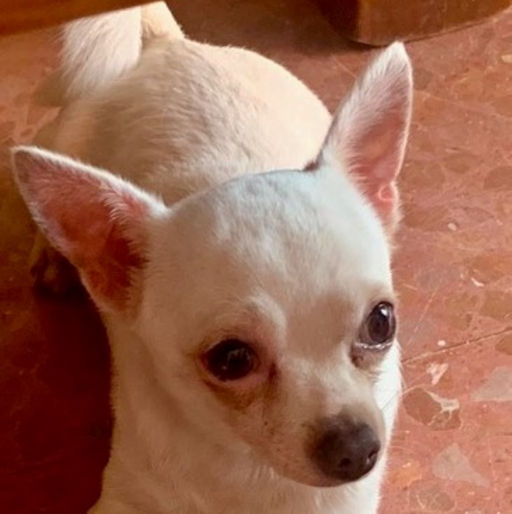 Chihuahua Copito, 07/2018, ca. 20 cm