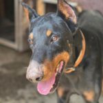 Dobermann Django, 06/2017, ca. 70 cm