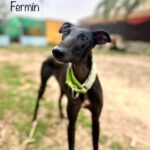 Galgo Fermin, 10/2022, ca. 70 cm