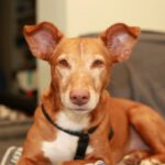 Podenco Maneto Gordo, 02/2020, ca. 42 cm, 24306 Plön