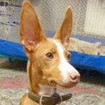 Podenco Grogu, 03/2023, ca. 50 cm, 04928 Plessa