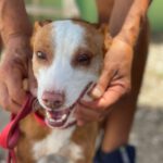 Podenco Heidi, 02/2017, ca. 40 cm